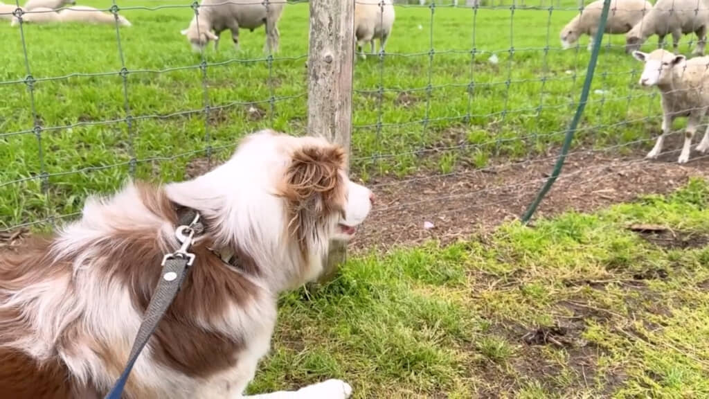 ついに近くにヒツジがやってきて興奮気味に