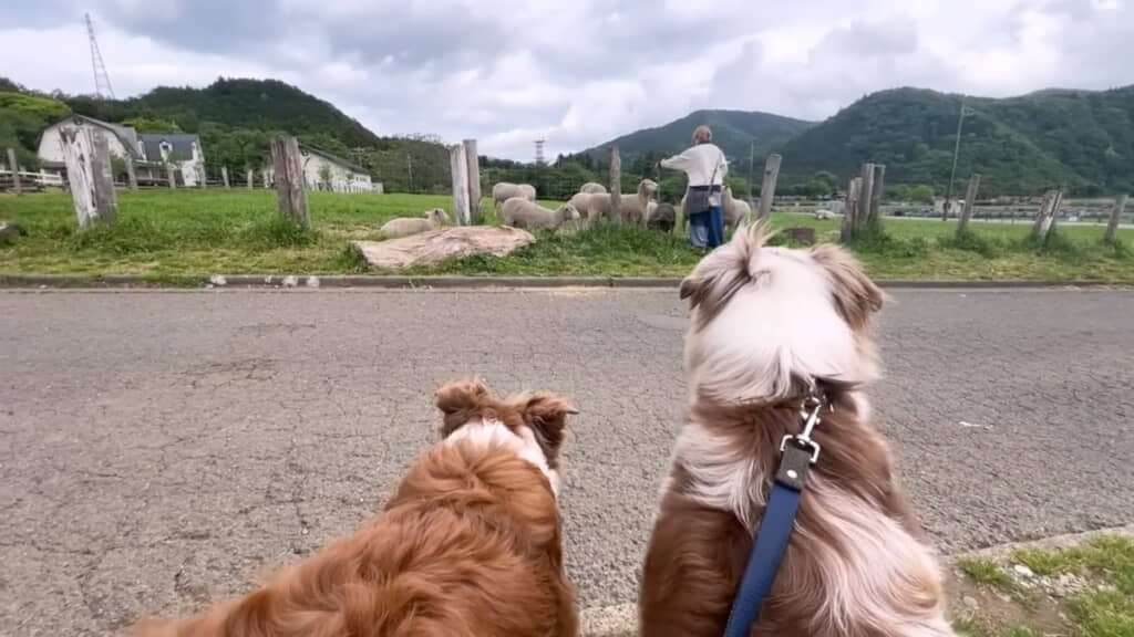 ママさんのエサやりを離れた位置から見つめるガルちゃんとリーちゃんの背中が切ない……