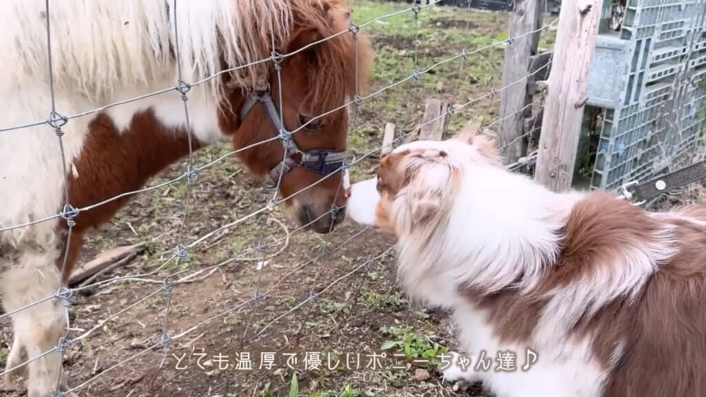 ポニーさんたちと仲良くなれてよかったね！
