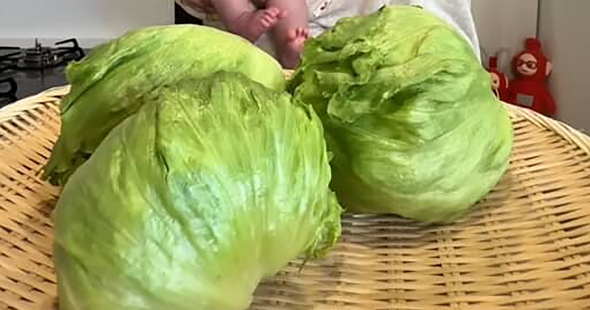 主役はレタス！　160万再生の“絶品レシピ”が「ぜーんぶ美味しそう!!」　すぐ作れる簡単メニューに「天才」「助かります」（1/2） | グルメ ねとらぼ