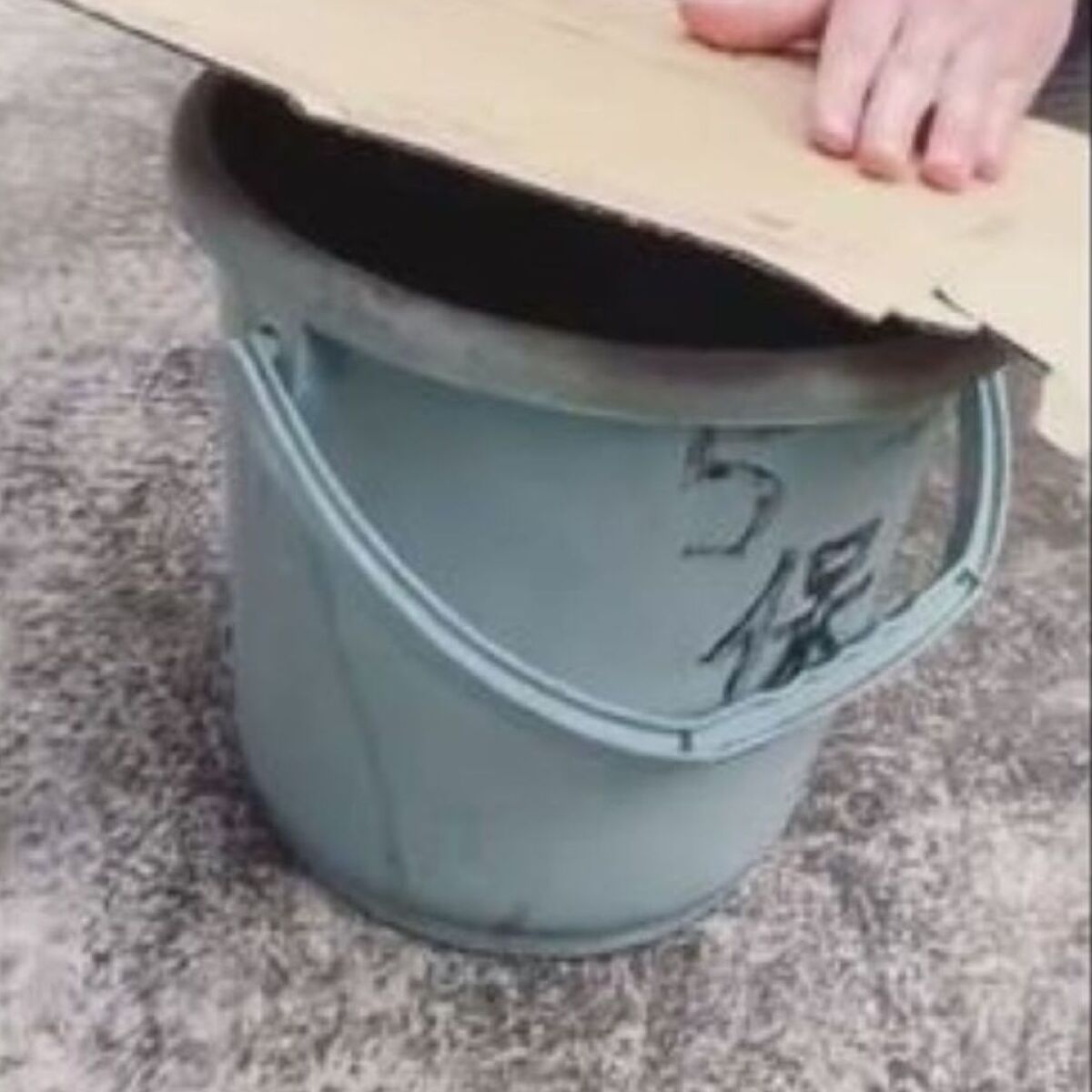 空にしたバケツ→翌日のぞくと……　「あ、無理」中に潜んでいた“肉食動物”の姿に「腰抜かす」と300万再生 | その他生き物 ねとらぼ