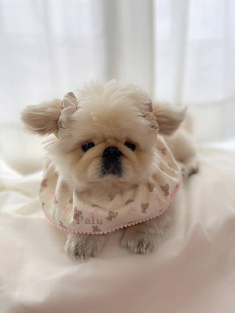 かなり小さなワンコに見えるぱるくんですが……？