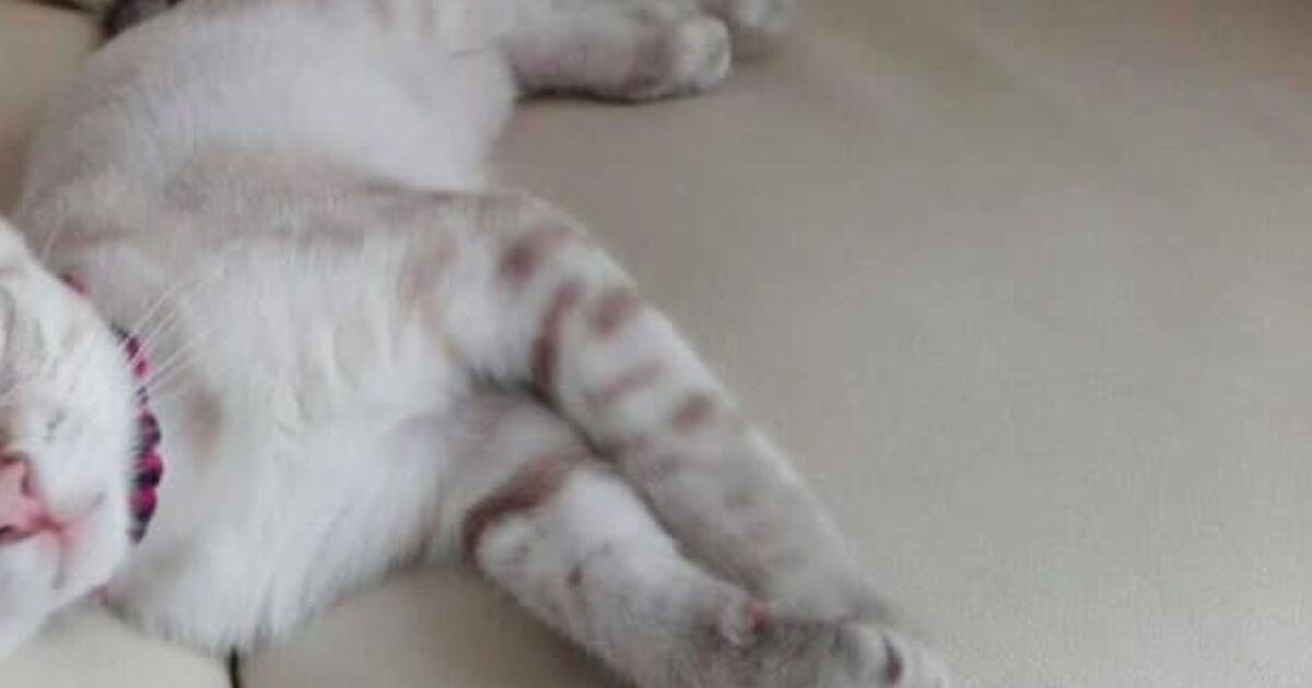 体は白っぽい愛猫→瞳の色は……？　飼い主も驚きの“美しさ”に「宝石やん」「不思議でたまりません」 | 猫 ねとらぼ