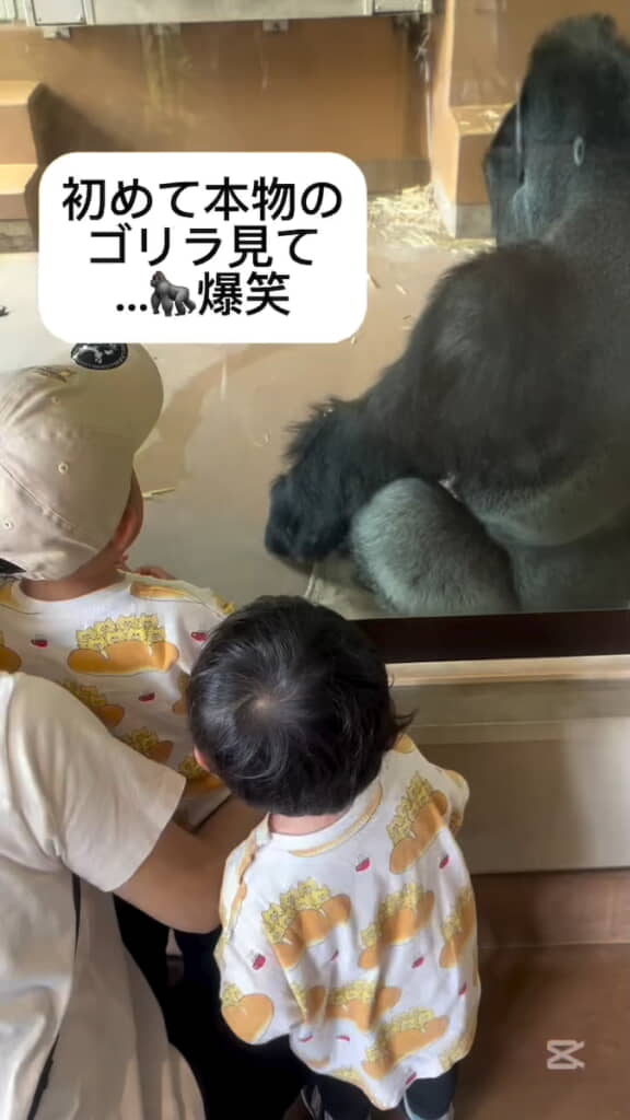 初めて本物のゴリラを見た次男と三男