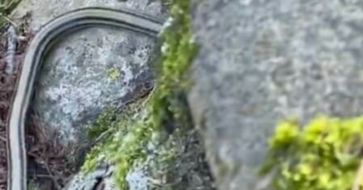 「どうしてそうなったw」　人間に遭遇したシマヘビ→岩の隙間に逃げ込んだ瞬間……「アッ」　“まさかの展開”が270万再生　「なんだこいつかわいいな」（1/2） | その他生き物 ねとらぼ