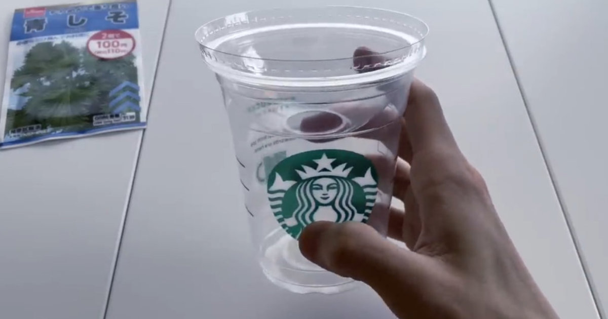 スターバックスのカップでハーブ栽培！驚きの収穫量に感動…おしゃれな水耕栽培に挑戦