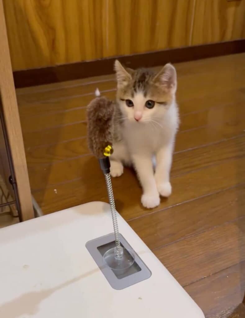 スイングおもちゃに興味深々なおかかくん