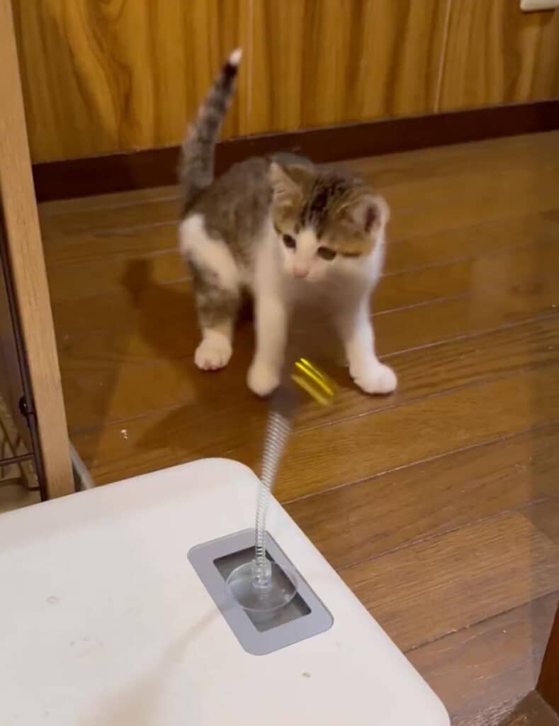 おもちゃの予想外の動きに驚くおかかくん