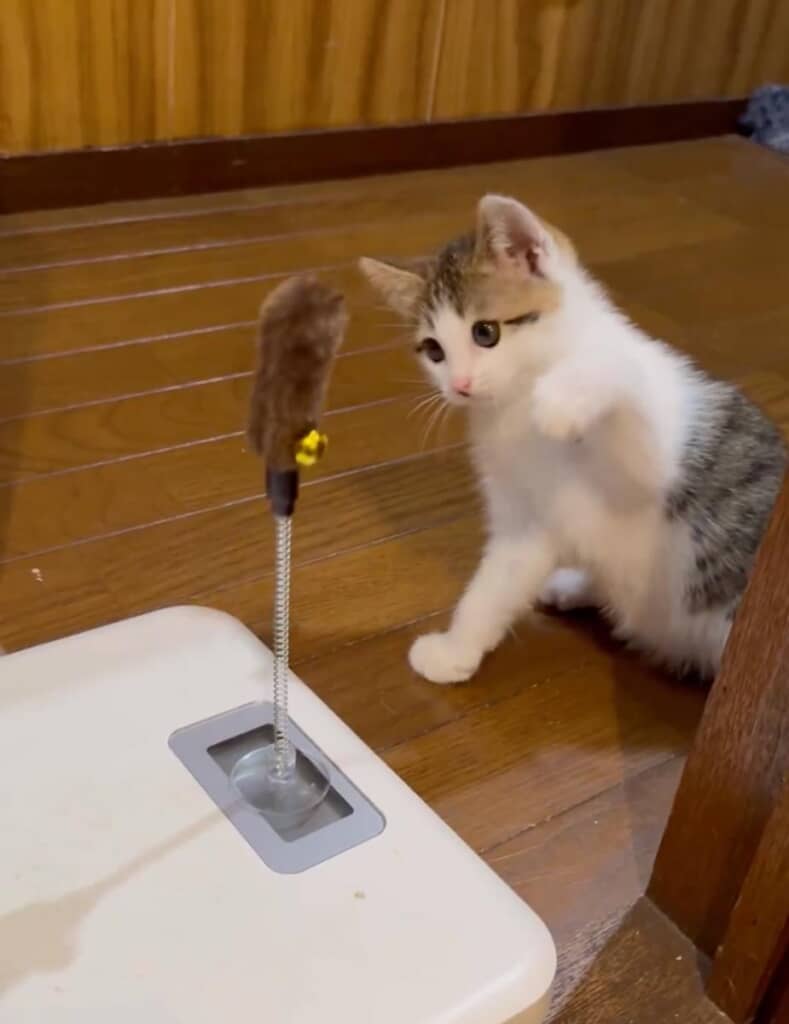 それでも空振りを連発するおかかくん