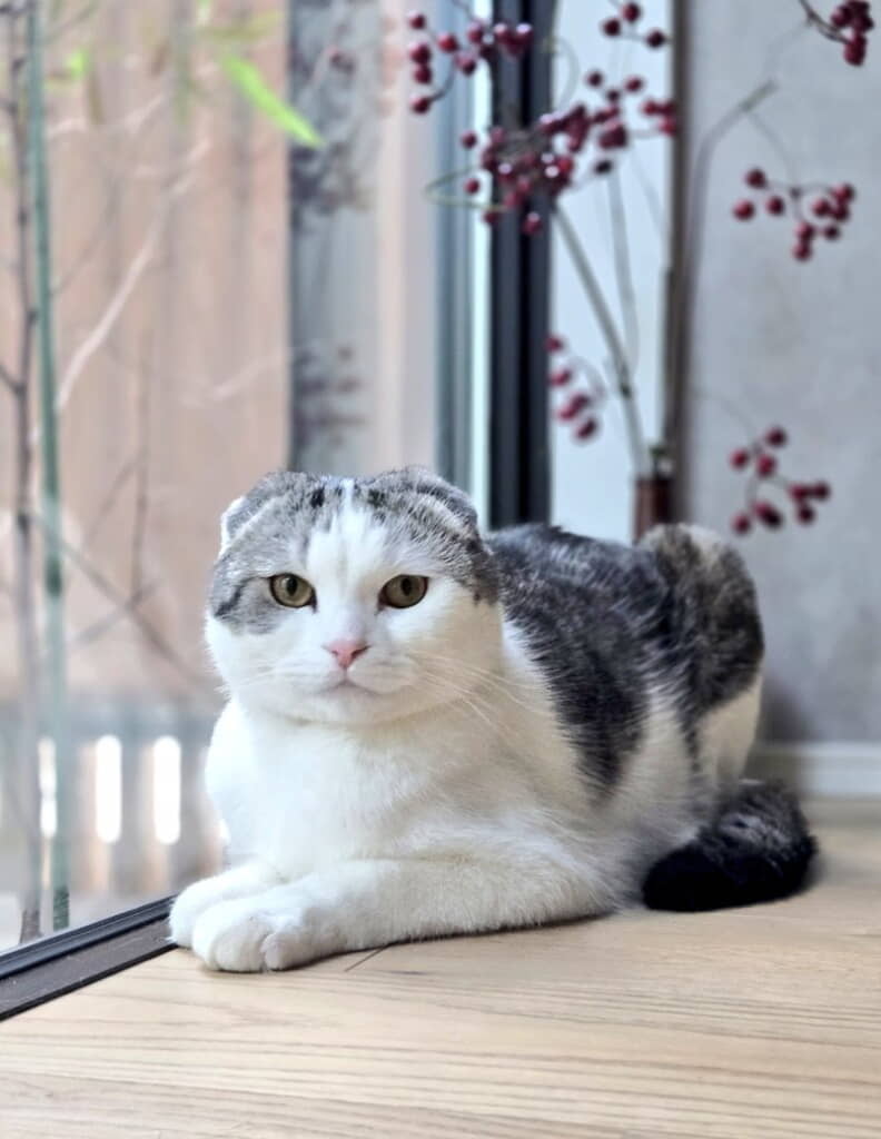 お見合い写真みたいなセラくん