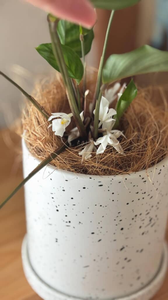 白くてかわいいお花が咲きました！