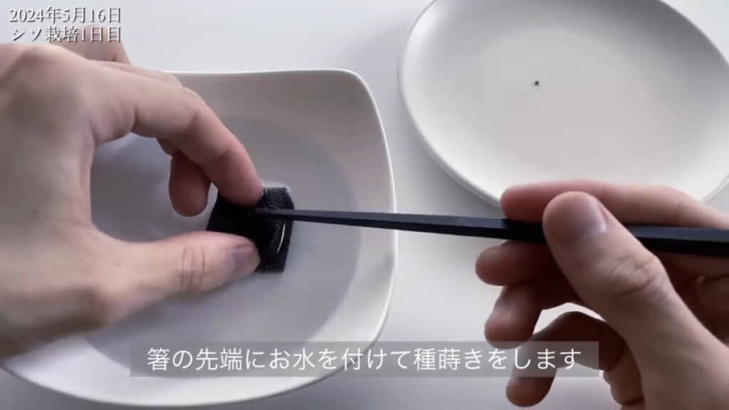 スポンジの切り込みに箸を使って種まきする様子