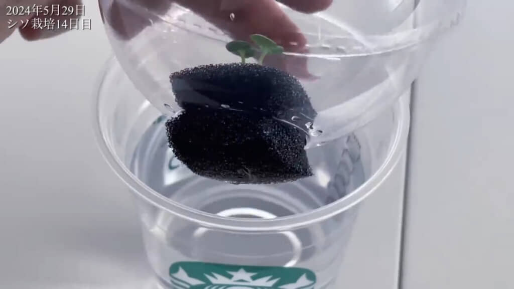 カップのフタに挟んだスポンジから根が出てきました