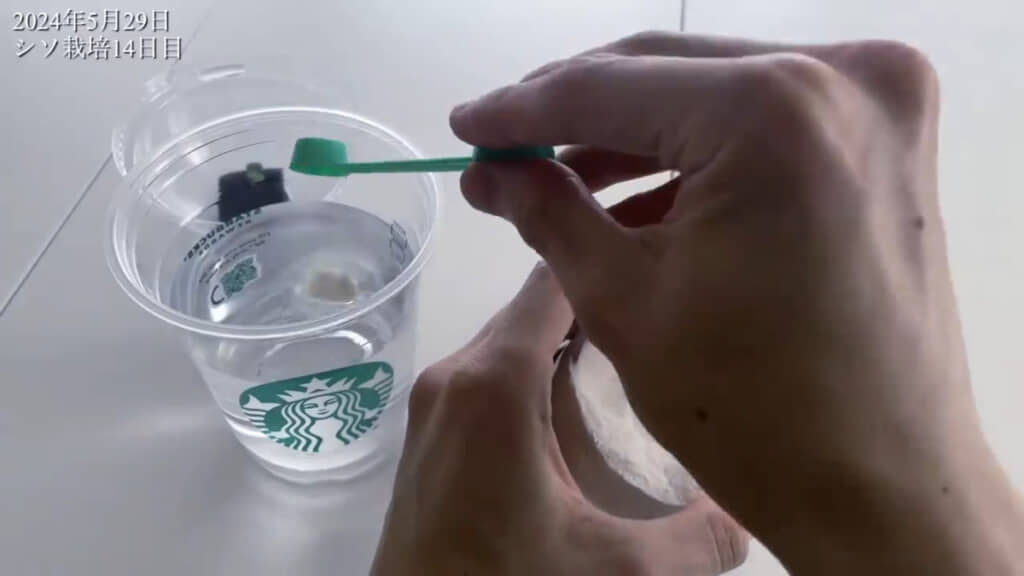 肥料は週に1回与えています