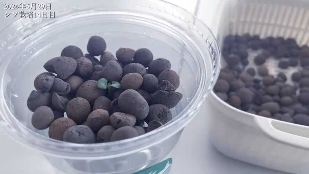 ハイドロボールを入れた様子