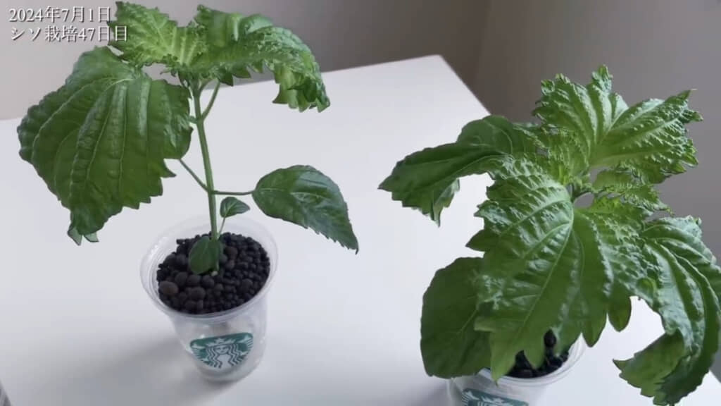 47日目に1回目の収穫