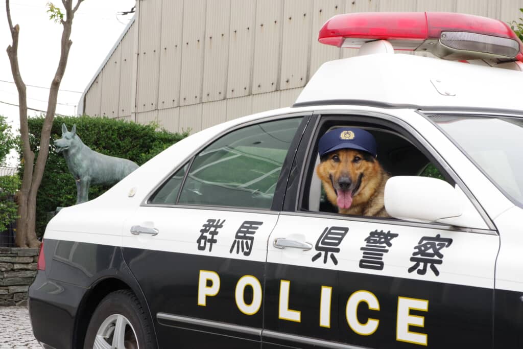 窓から顔を出す警察犬・ディープ号