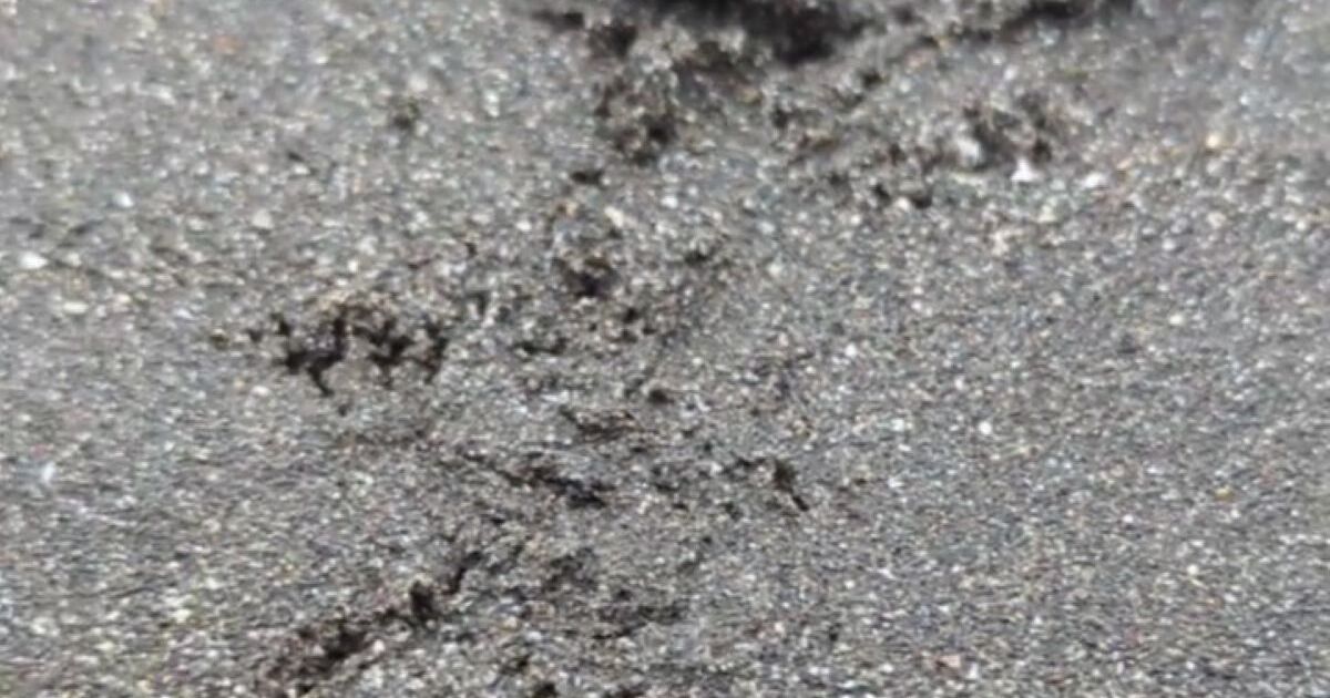 砂浜にかわいい足跡→たどっていくと……　「なんじゃこりやぁー！」毒々しい“激レア生物”の登場に大絶叫「CGかと思いました」 | その他生き物 ねとらぼ