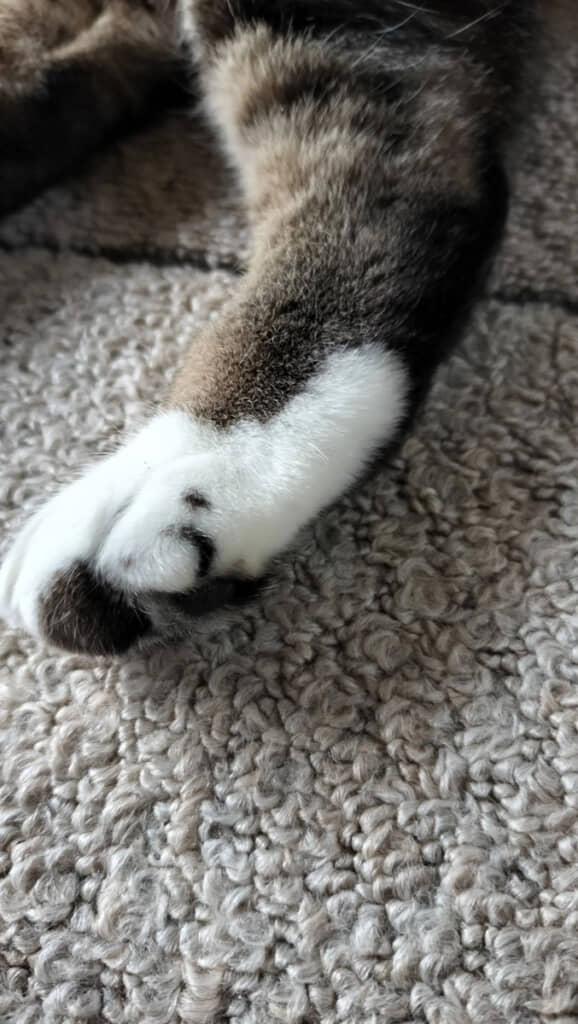 「う」が隠されたネコチャンの前足