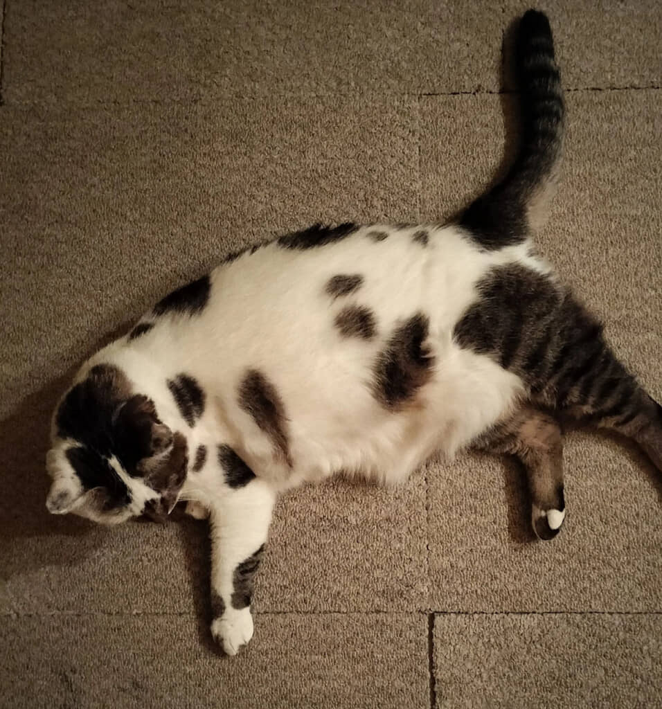 前足と脇腹で「うシ」が完成。そう言われると、肩のあたりも「ウ」に見えてくる