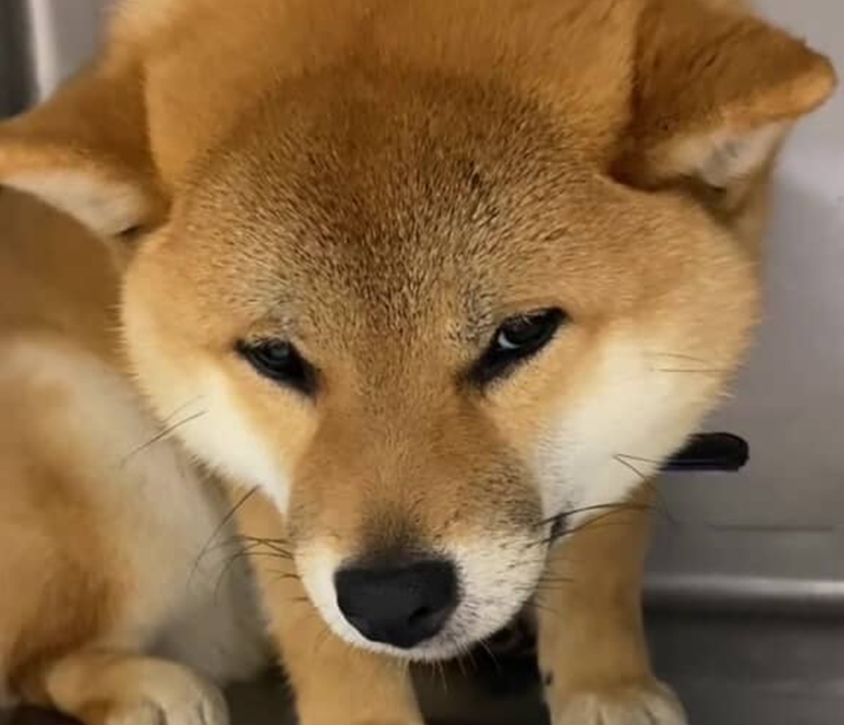 動物病院でとても不安そうな保護柴犬と出会い、一緒に暮らして1カ月後……「顔が全然違う」「やっぱ柴犬最強」　現在の姿が80万再生（1/3） | 犬 ねとらぼ