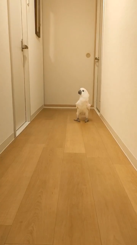 出待ち中のカブくん