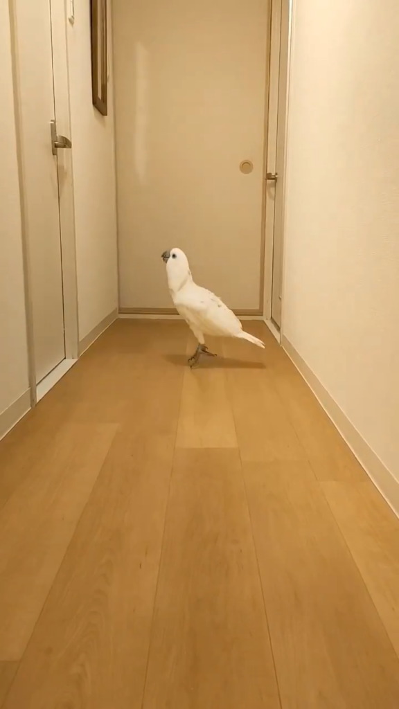 首を伸ばしてピョンピョン