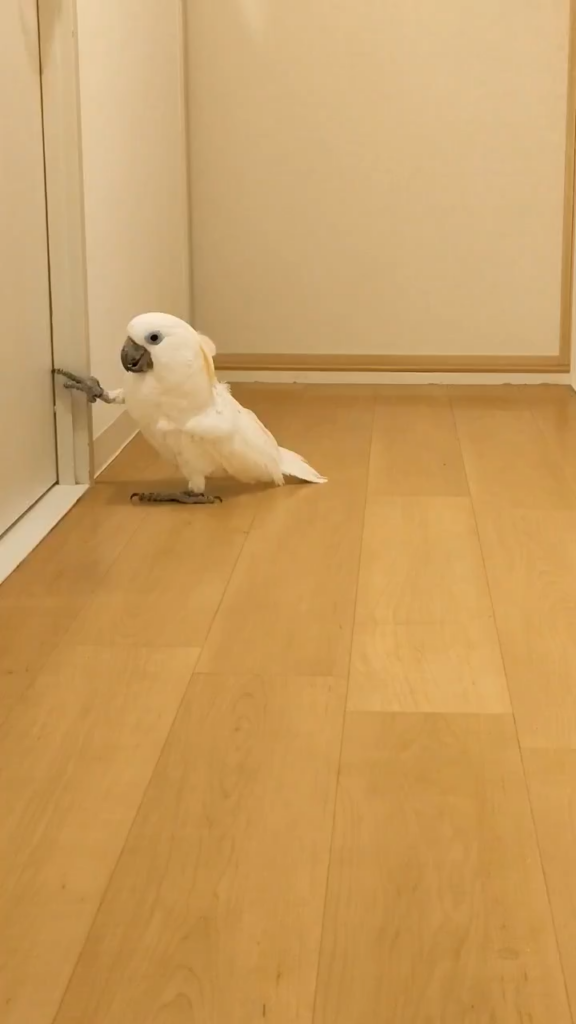 ついに自分で開けようと……