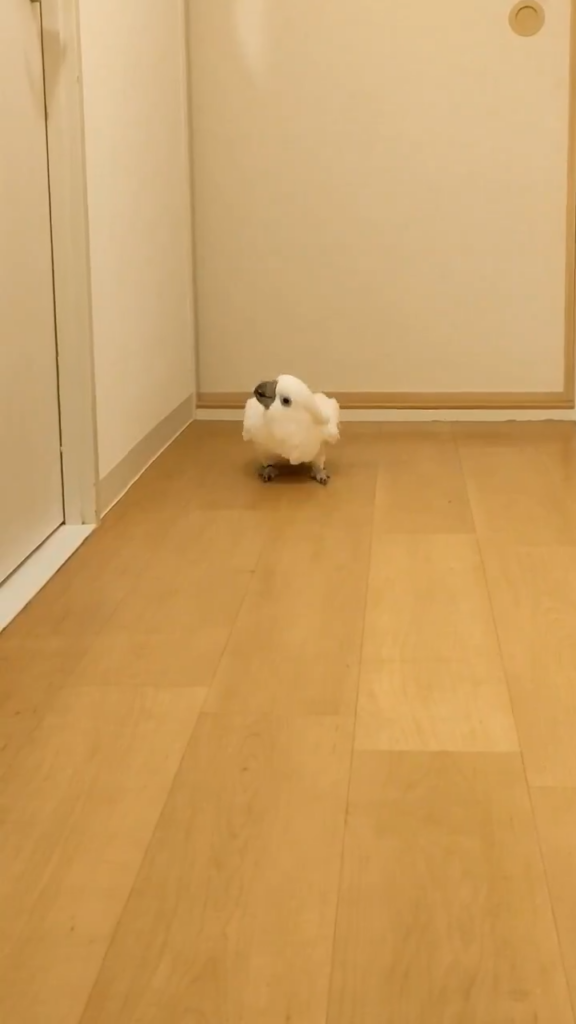 ぐぐっと身を低くしているカブくん