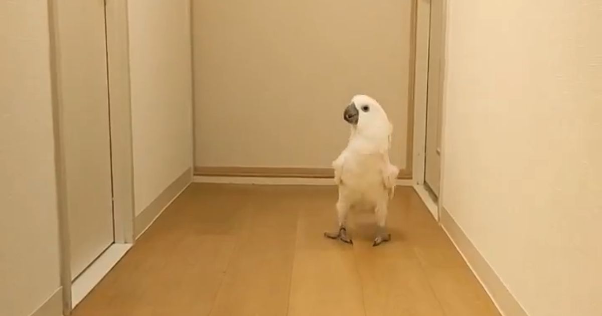 オウムに愛されすぎた息子がトイレに行くと……　「笑った」まさかの“行動”にツッコミ続々「落ち着かないよwww」（1/3） | 動物 ねとらぼ