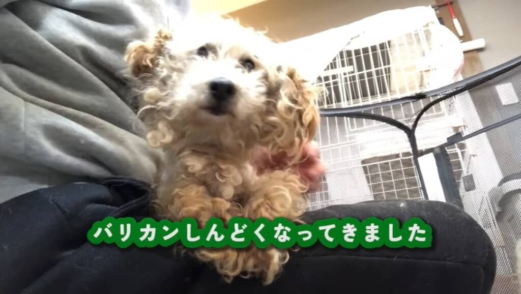 バリカンをかけています