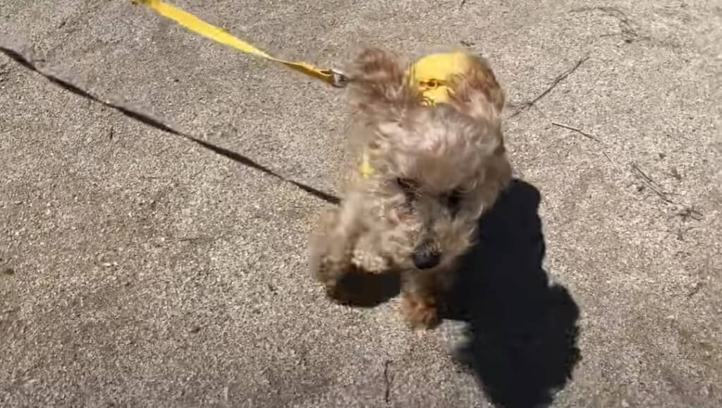 散歩をするももた君