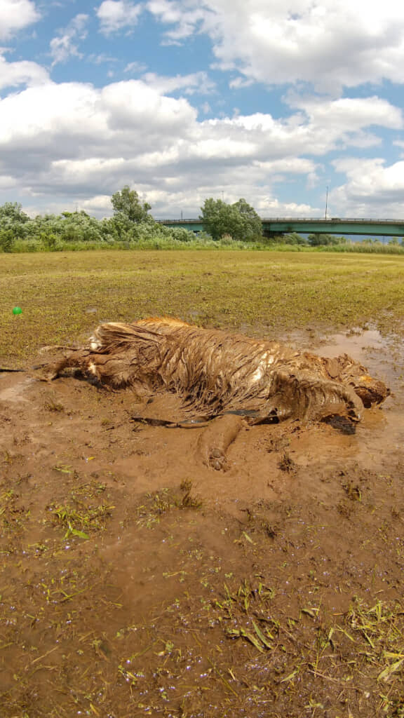 ゴールデンレトリバーが大好きな場所を発見した結果