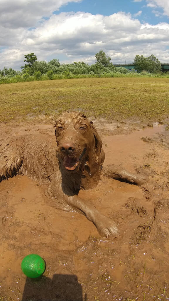 水たまりを満喫するゴンくんの笑顔がかわいい！