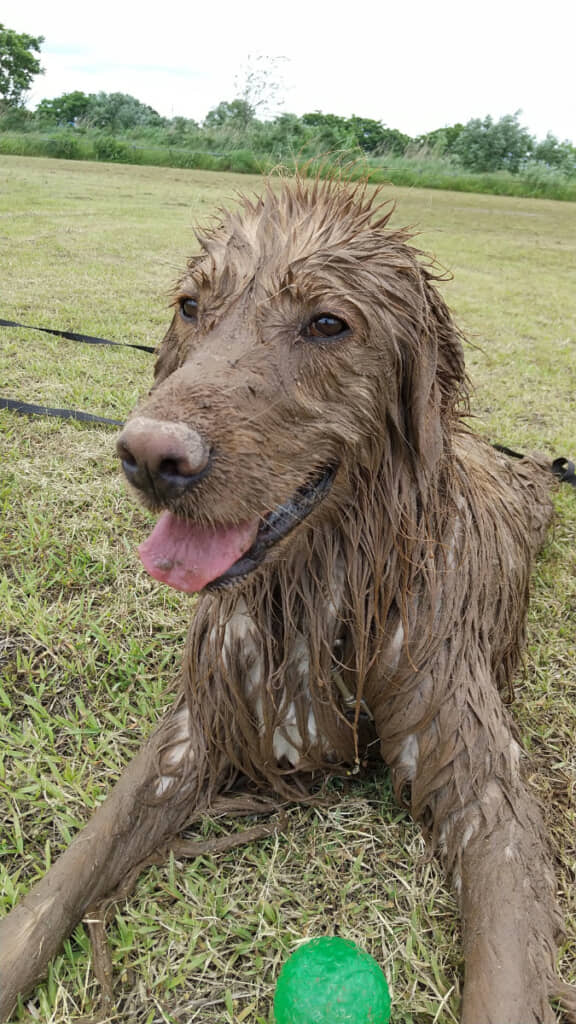 たくさん遊んで満足したようです