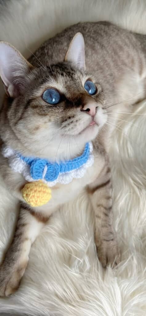 何かを見つめる様子