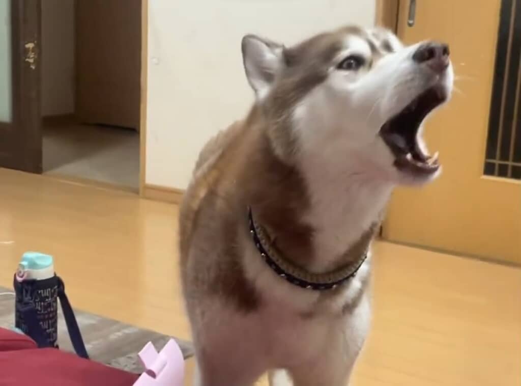 モヒートくんのアップ