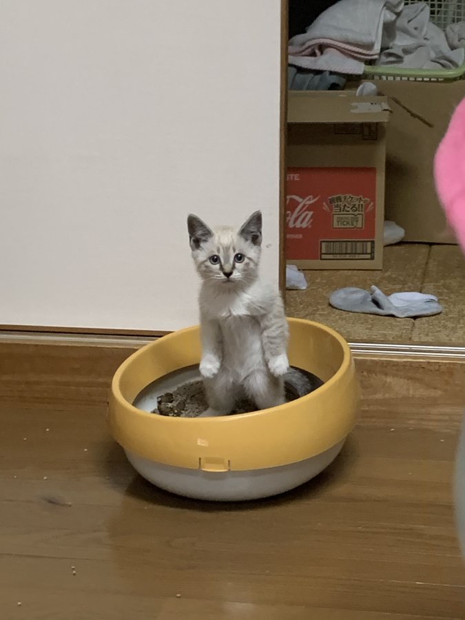 子猫のポーズ