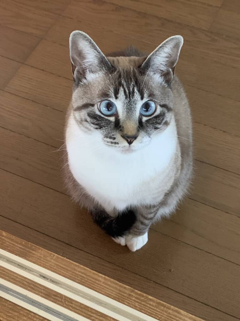 正面の猫ちゃん