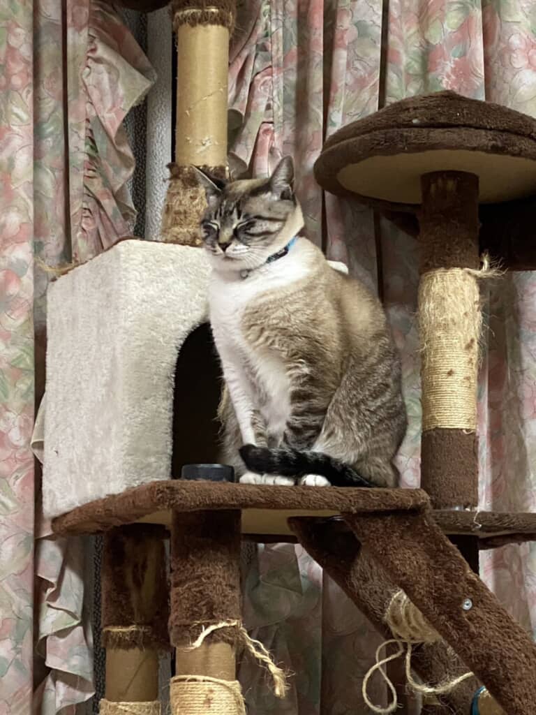 現在の猫ちゃん