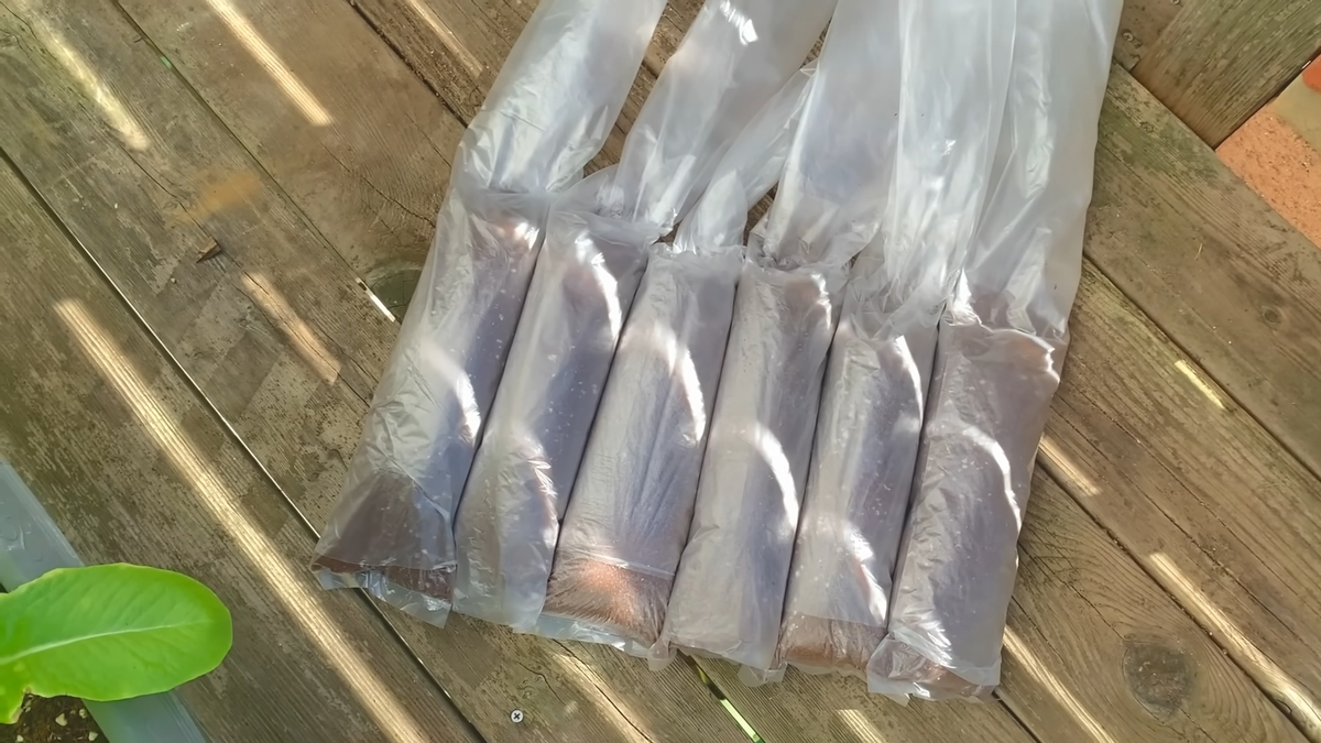 傘袋に土を入れネギを植えて200日後……　「すごいなこれ」「農業革命では？」想像を超える驚きの結果に称賛（1/3） | ライフスタイル ねとらぼ