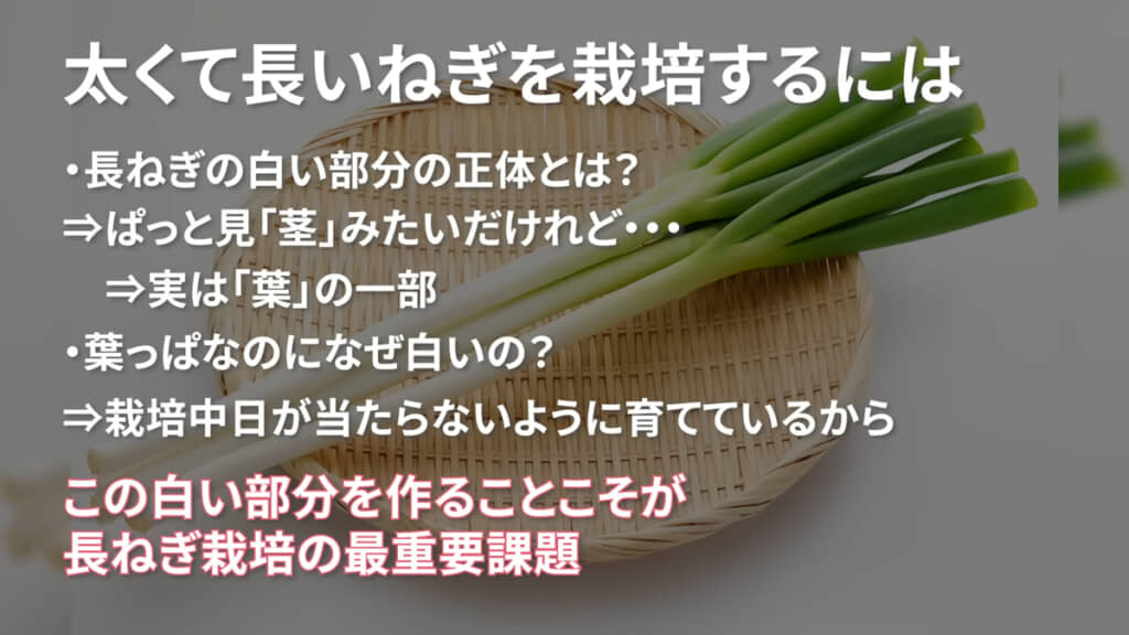 家庭菜園初心者にもぴったりだけれど、少しだけコツがあるのだとか