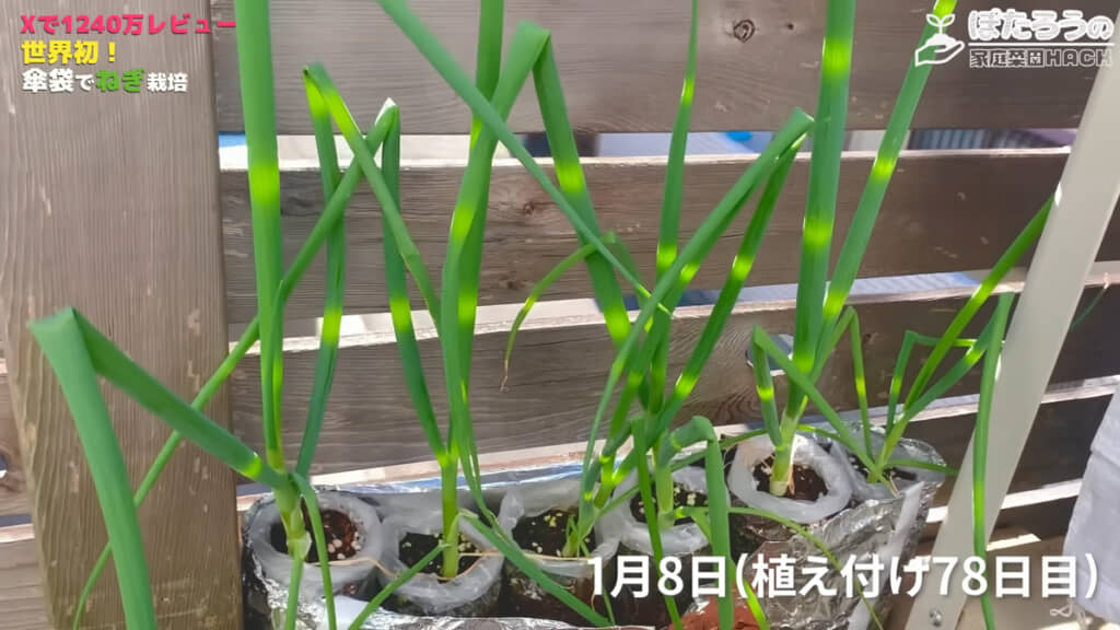 軟白処理を行います