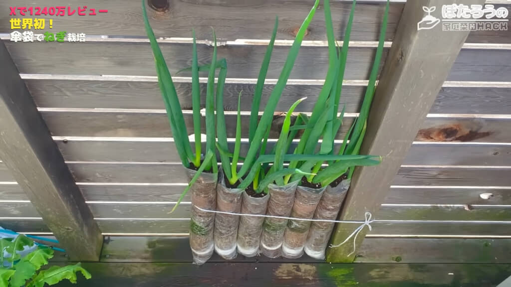 立派に成長しています