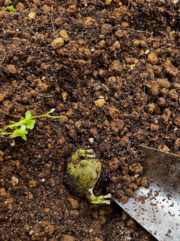 土の中からカエル！