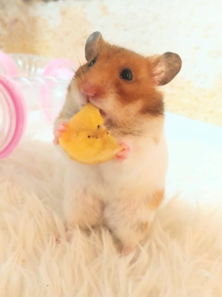 キュートなチッチさん