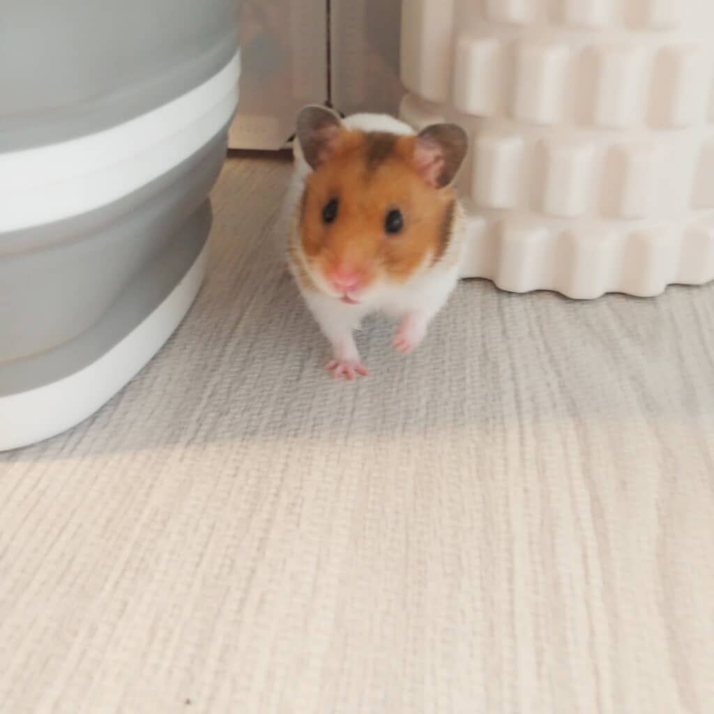 元気いっぱいに走り回っています
