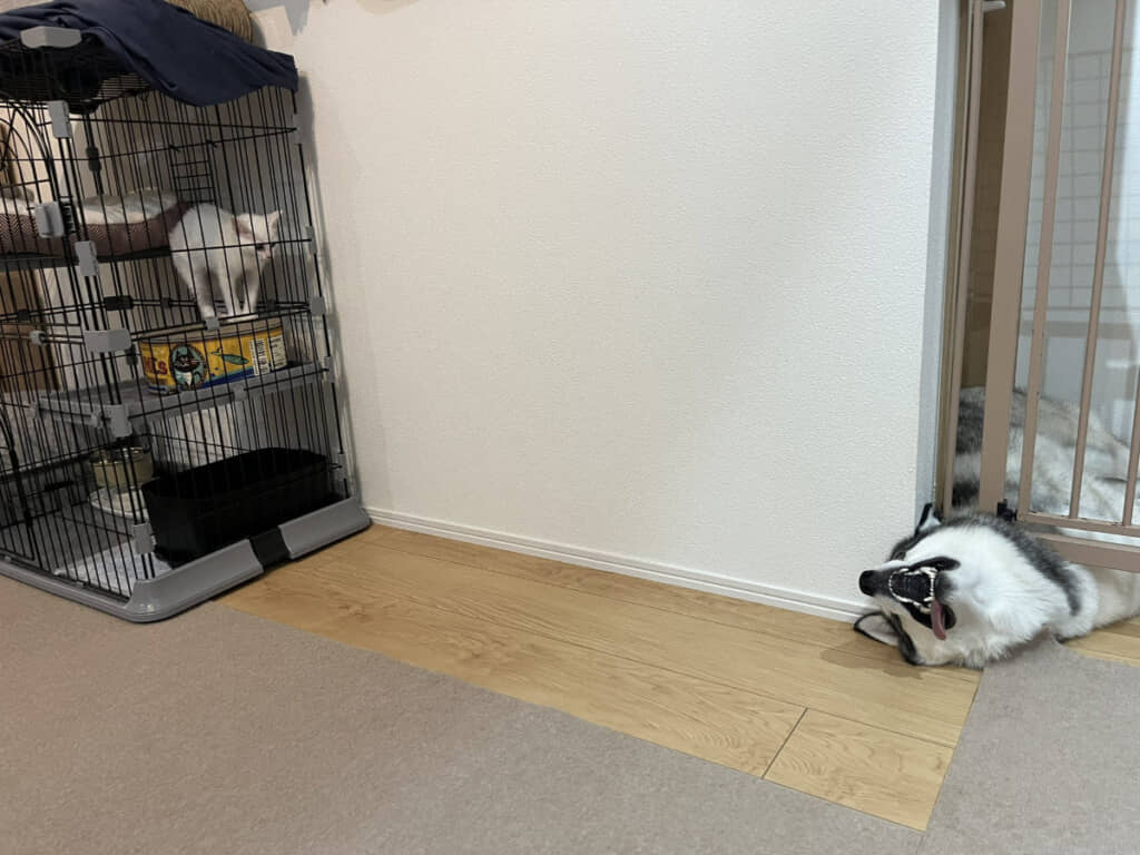 7カ月前の新入り子猫・ミアちゃんと、先住犬のロベルタちゃん