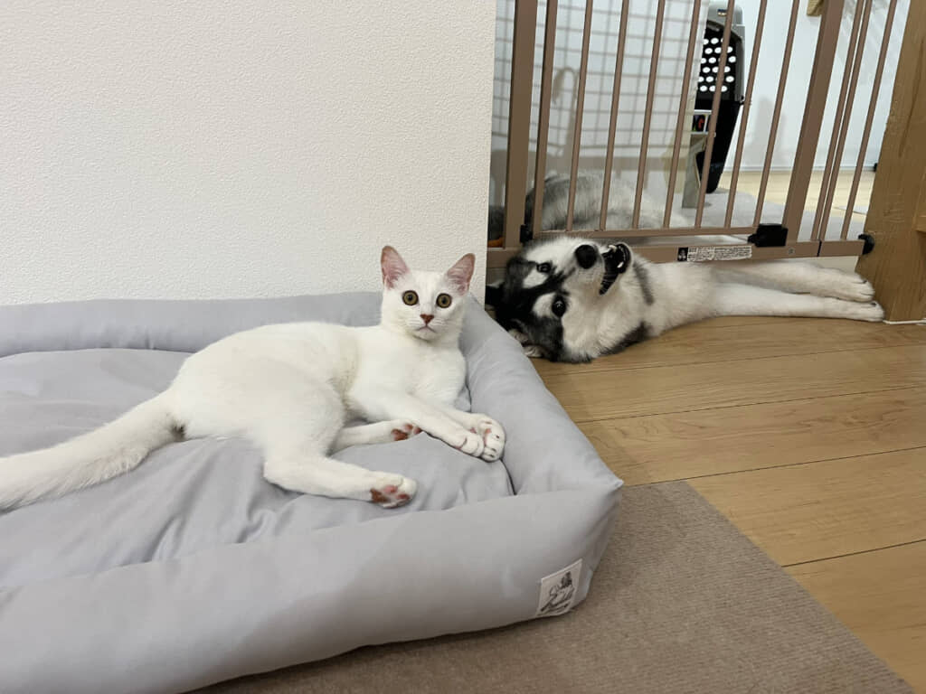 現在の2匹。ロベルタちゃんのハッピーな表情にこちらも嬉しくなります