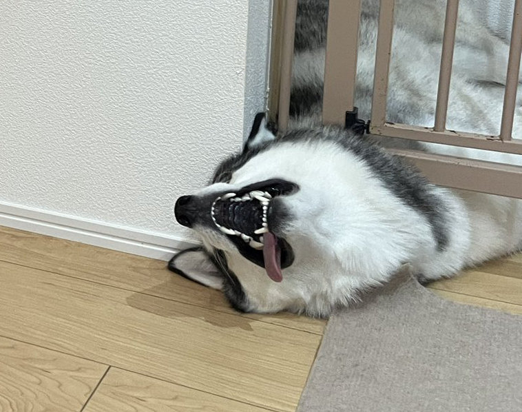 これは怖がられても仕方ない……！